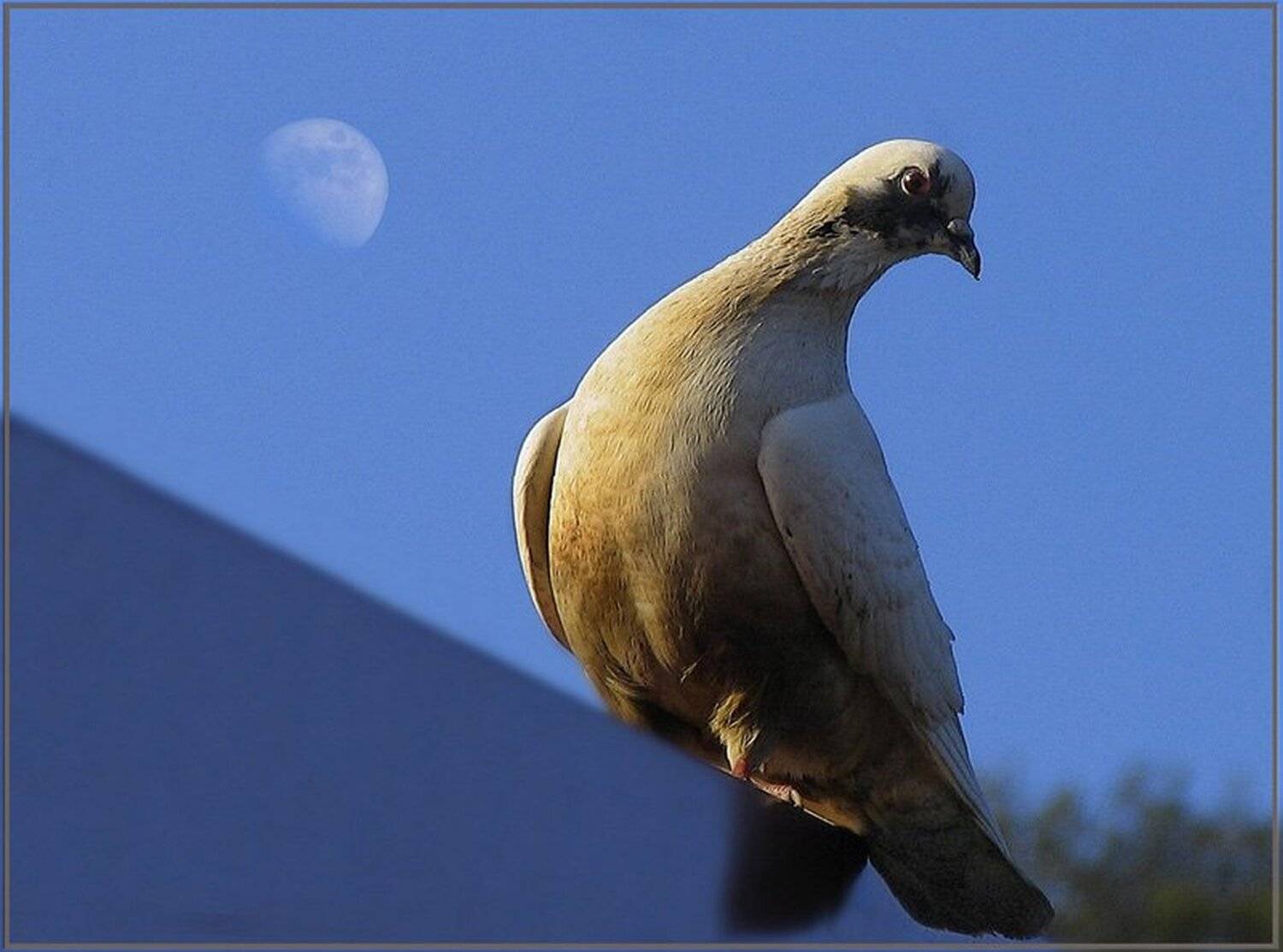 Луна и голубь. Автор: Андрей Метлицкий луна, голубь, небо, Андрей Метлицкий