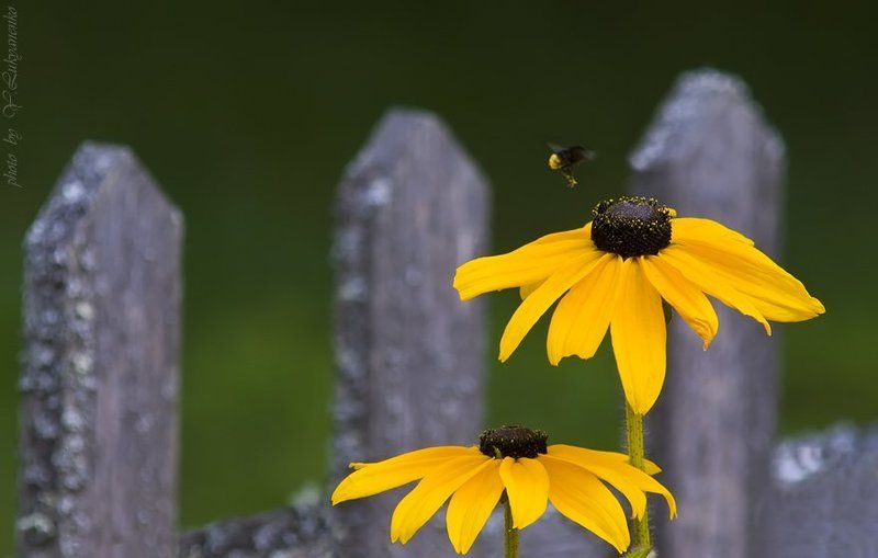 шмель, август, лето, михайловское, лукьяненко Ароматы лета (Август)photo preview