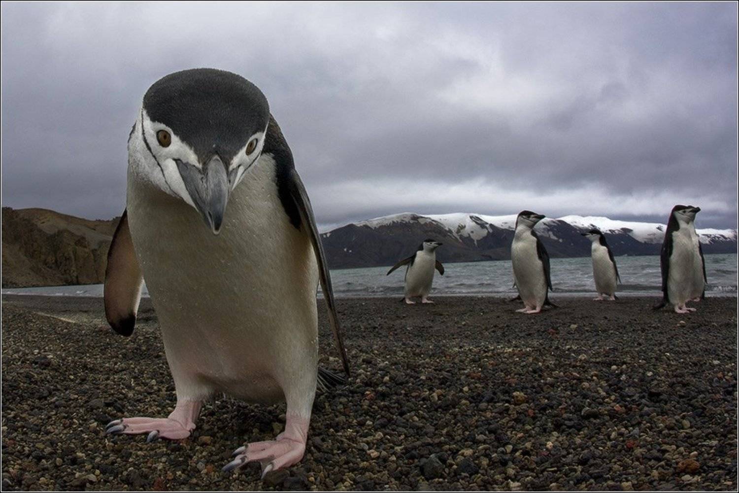 , Игорь Гущин