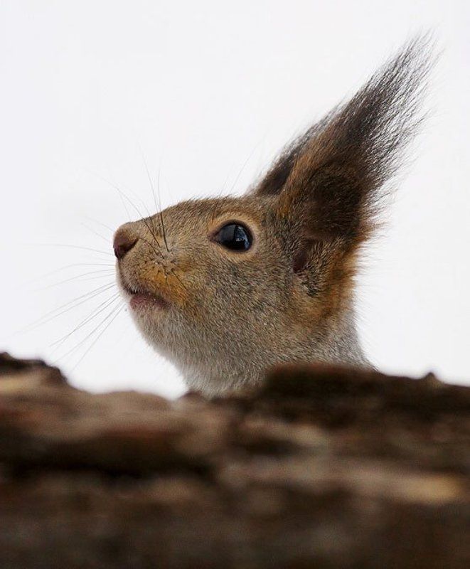 любопытная белкаphoto preview