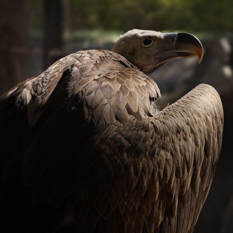 орёл, сафари, израиль, негев, пустыня Былое и думы. фото превью