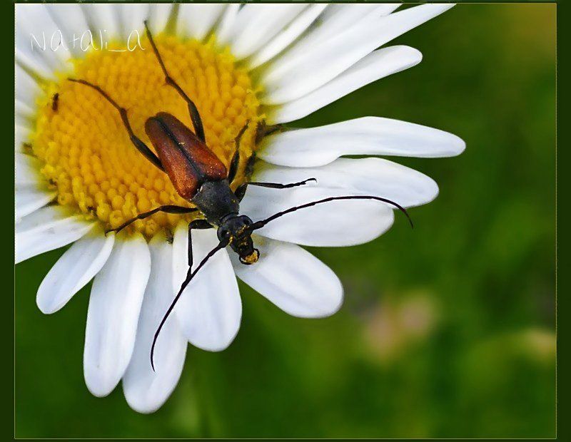 открытка, жук, полевая ромашка Усатый сладкоежка :)photo preview