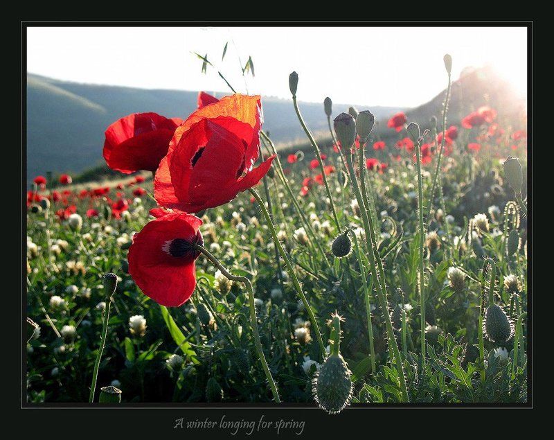 маки, кинерет, закат, сон, израиль Зимние сны о весне.photo preview