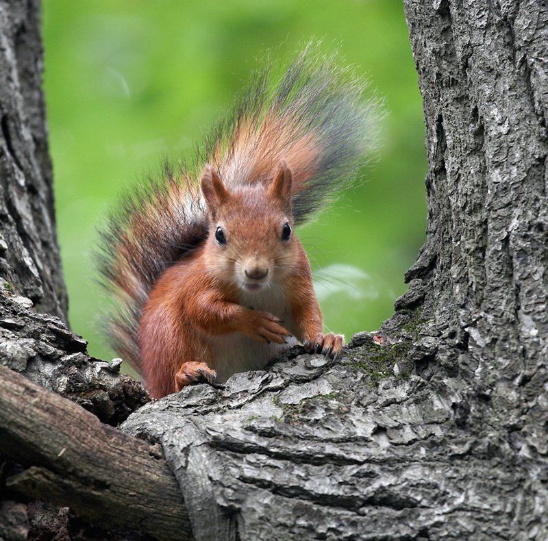 Кто здесь?photo preview