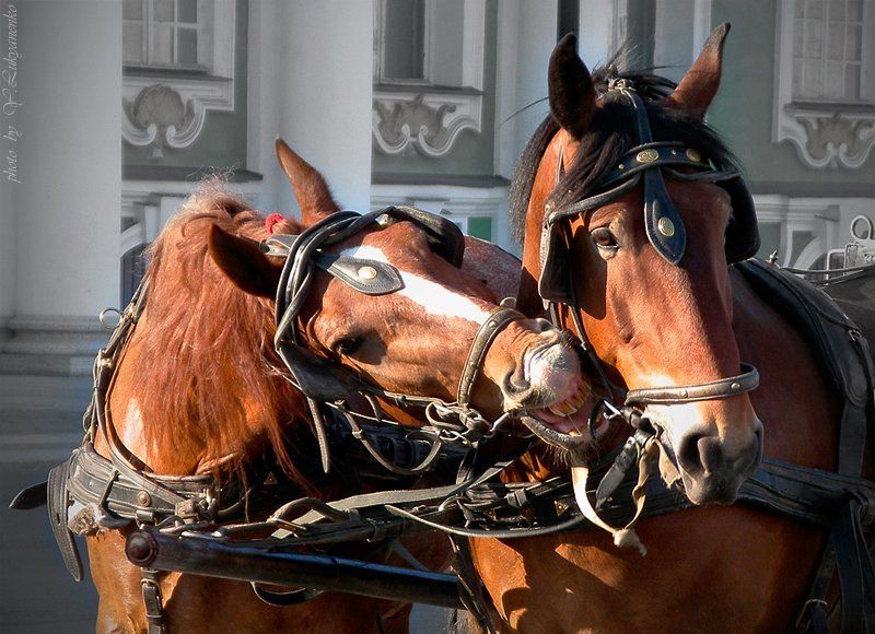 привязанность, питер, лошади, лукьяненко Привязанностьphoto preview