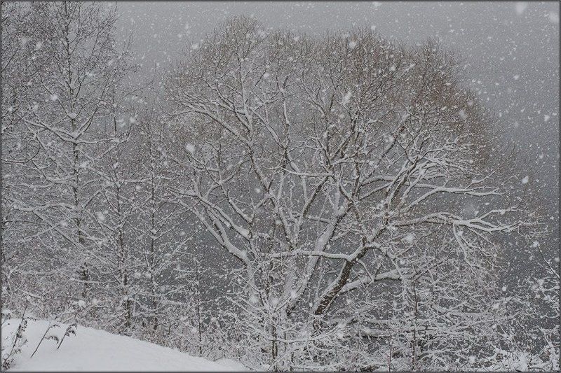 Снег идетphoto preview