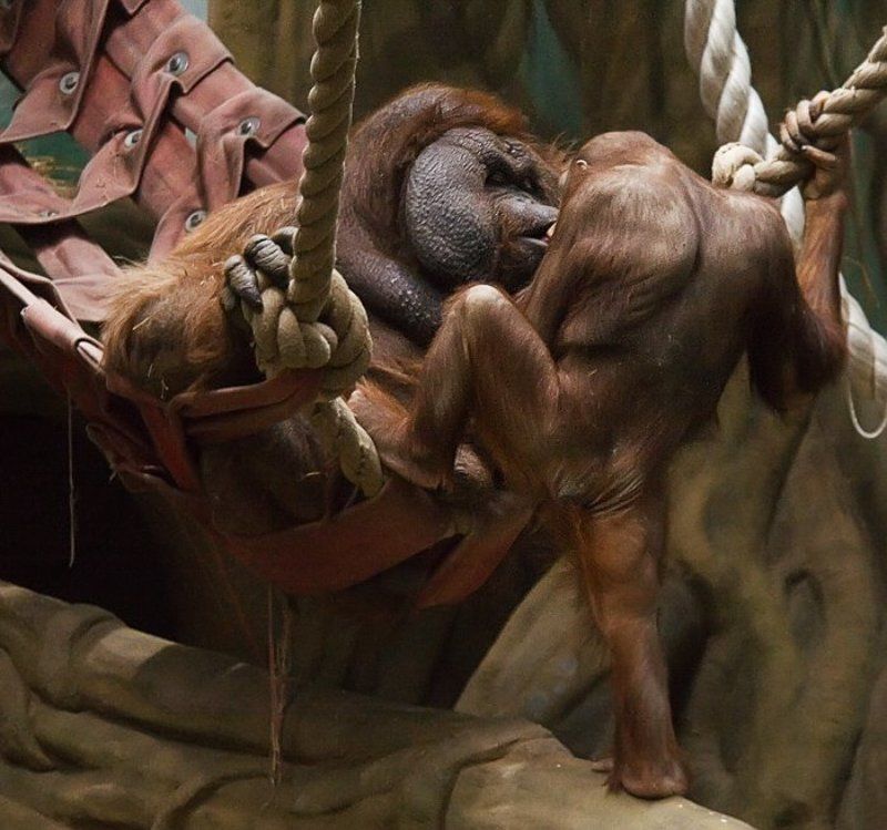 поцелуй L\'amourphoto preview