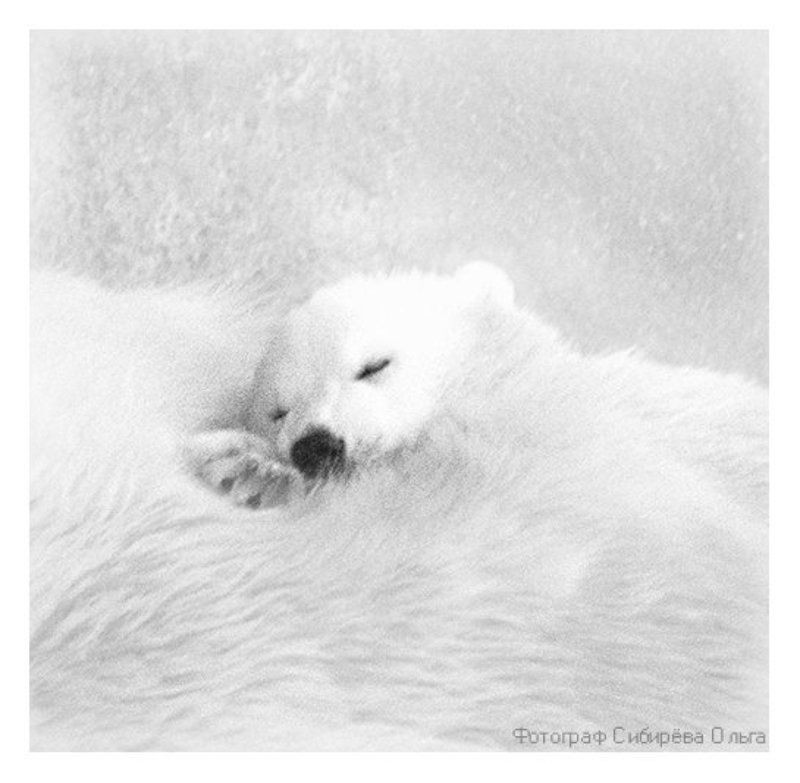 Сон медвежонкаphoto preview