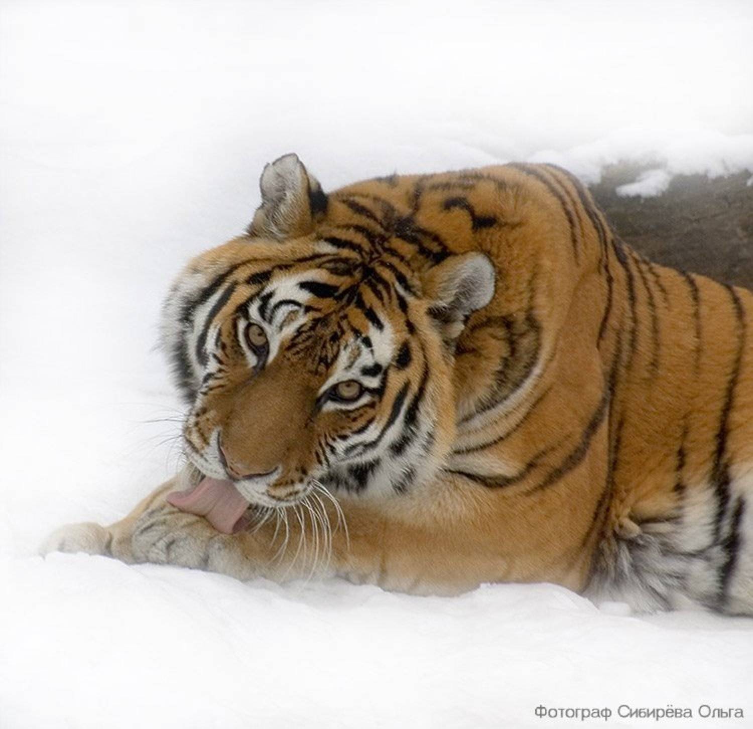 , Ольга Сибирёва