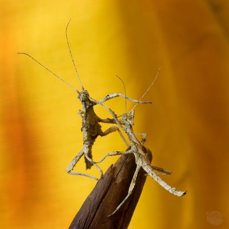 палочник, макро, неожиданный палочник Маникюр-педикюр, грызём ногти клиентам!photo preview