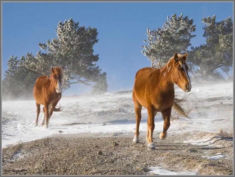 горы, крым, демерджи, зима, лошади, -25* Рыжие и резвыеphoto preview