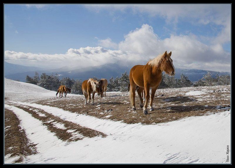 горы, крым, демерджи, зима, лошади, ПЕЙЗАЖ С ЛОШАДКАМИphoto preview