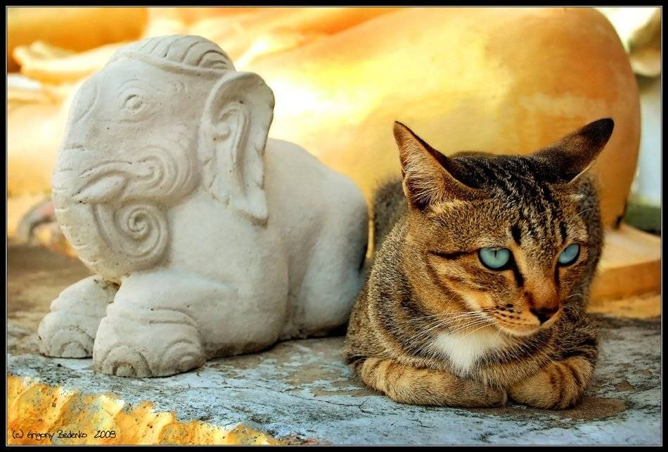 тайланд., храм., кошка., Григорий Беденко