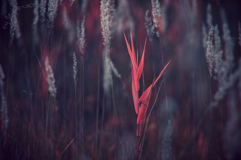 Дух, замороженный Огнёмphoto preview