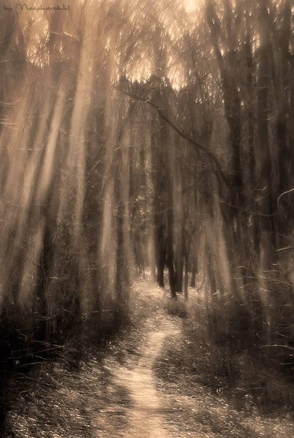 Гибель Ноября. Автор: Кирилл Брага , Кирилл Брага