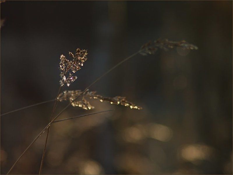 ноябрь, 2008 Первый Снег...photo preview