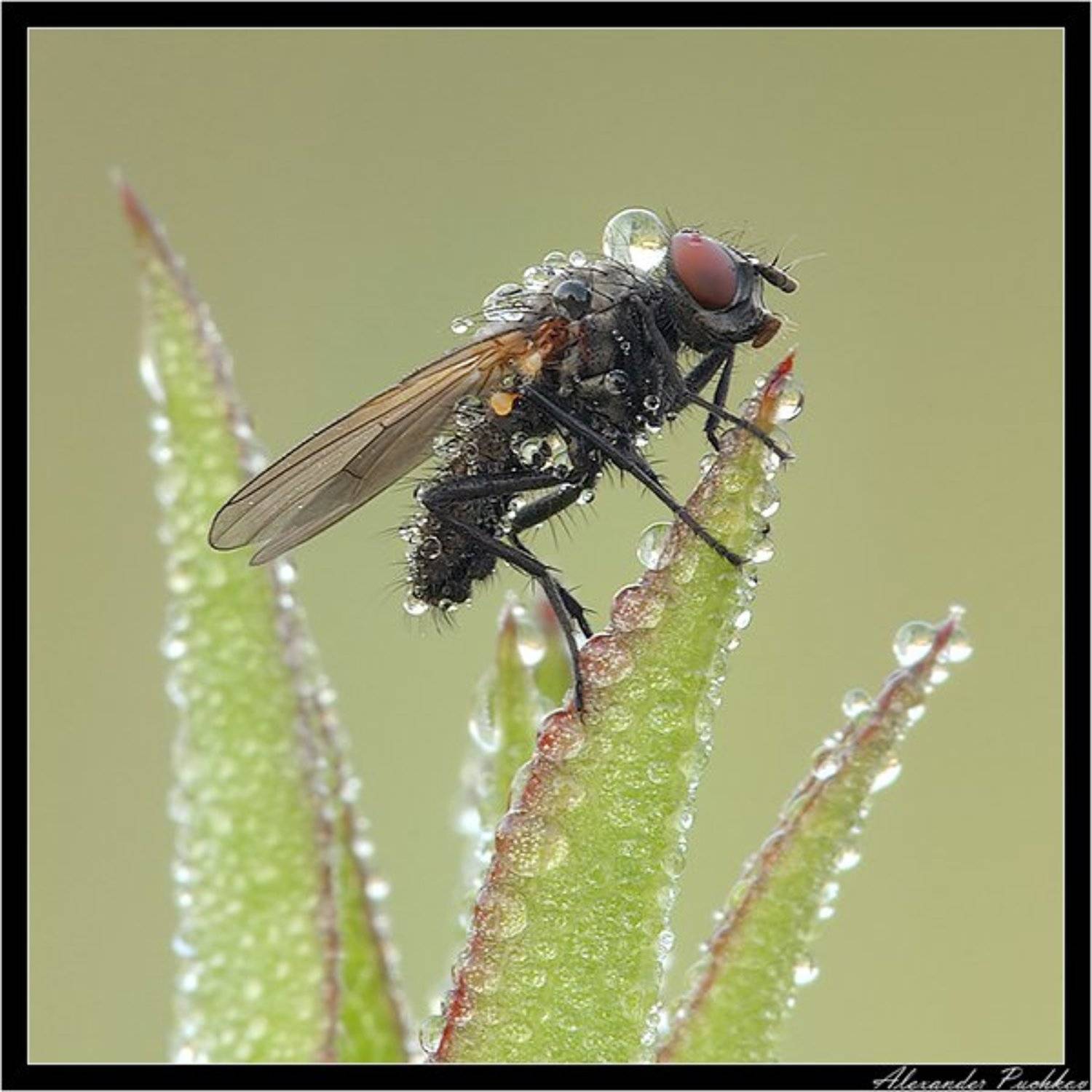 ICE!. Автор: Alexander Puchkov , Alexander Puchkov