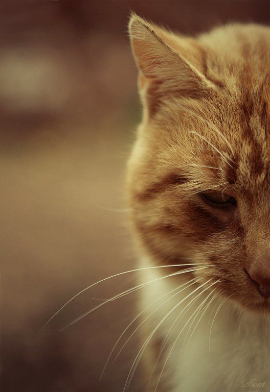 кот, улица, руины, петергоф, взгляд, одно, прикосновение, портрет One Caress фото превью