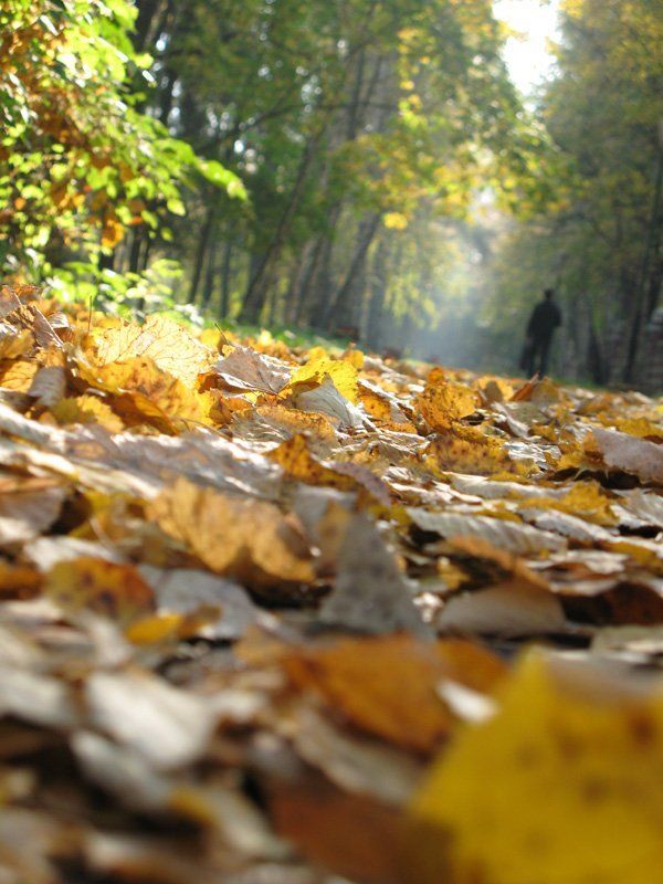 падали листья...photo preview