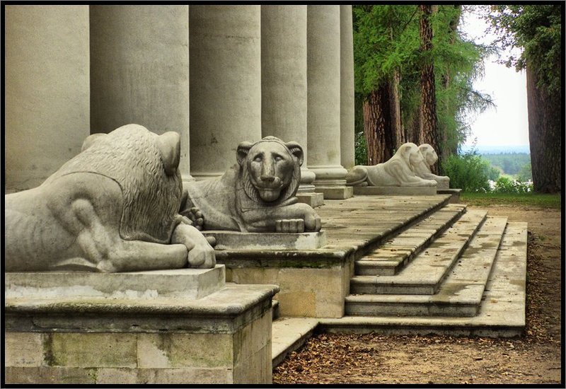 Мудрый взгляд хищникаphoto preview