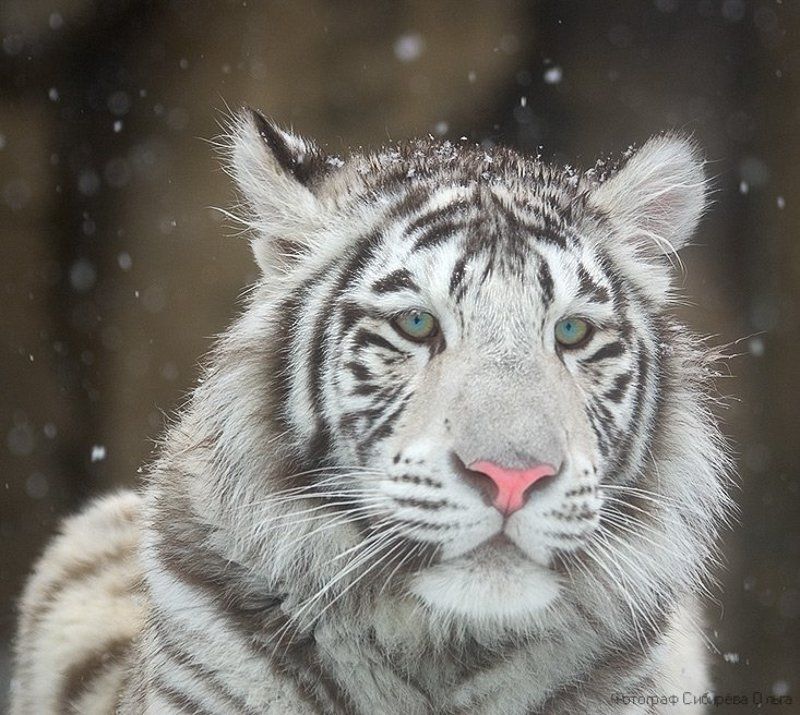 Снежный тигрёнокphoto preview