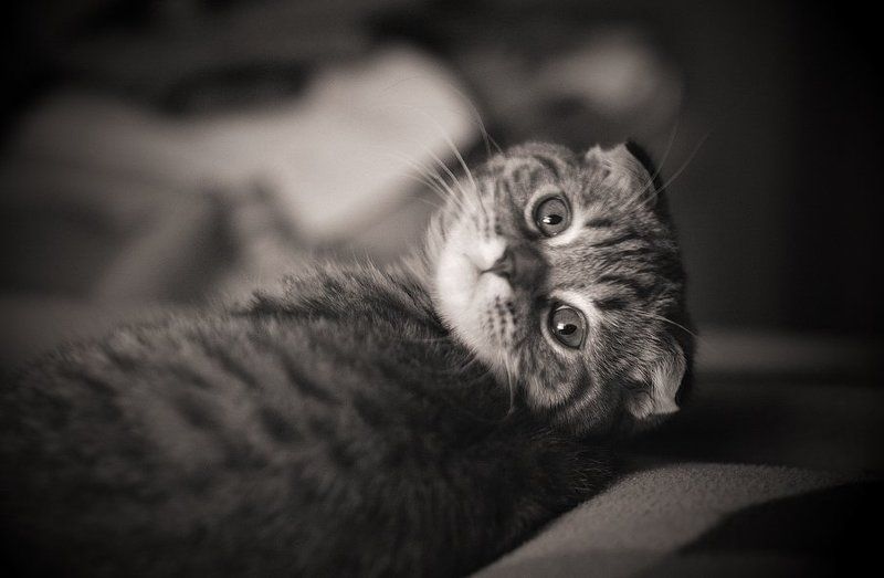 Котофотоphoto preview