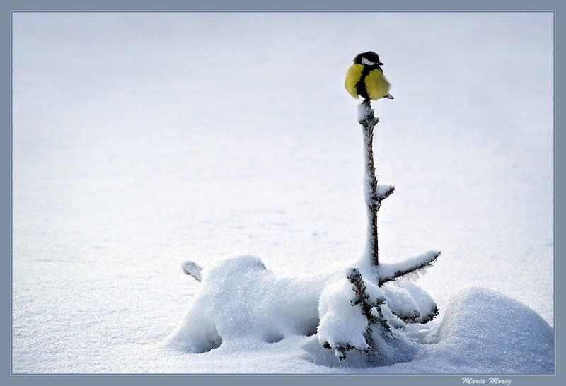 Ёлочная игрушкаphoto preview