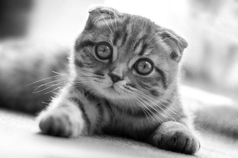 Фроськаphoto preview