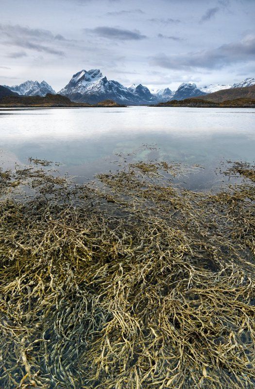 Трава-мураваphoto preview