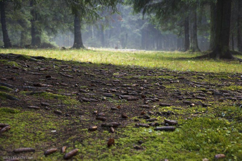 Запах лесаphoto preview