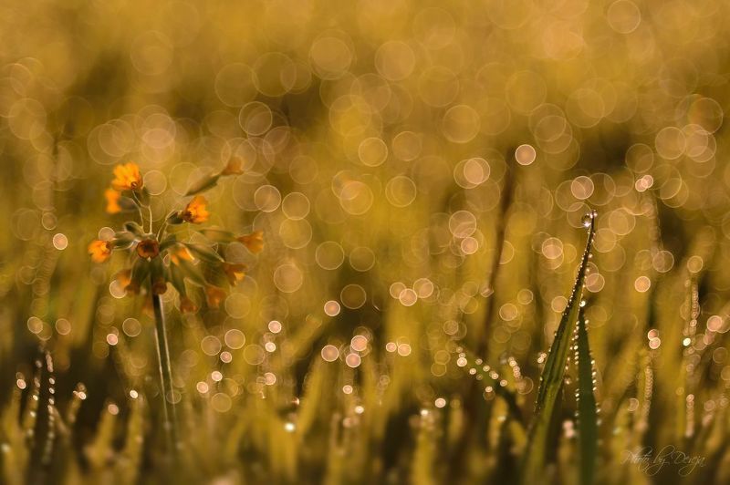 Primula verisphoto preview