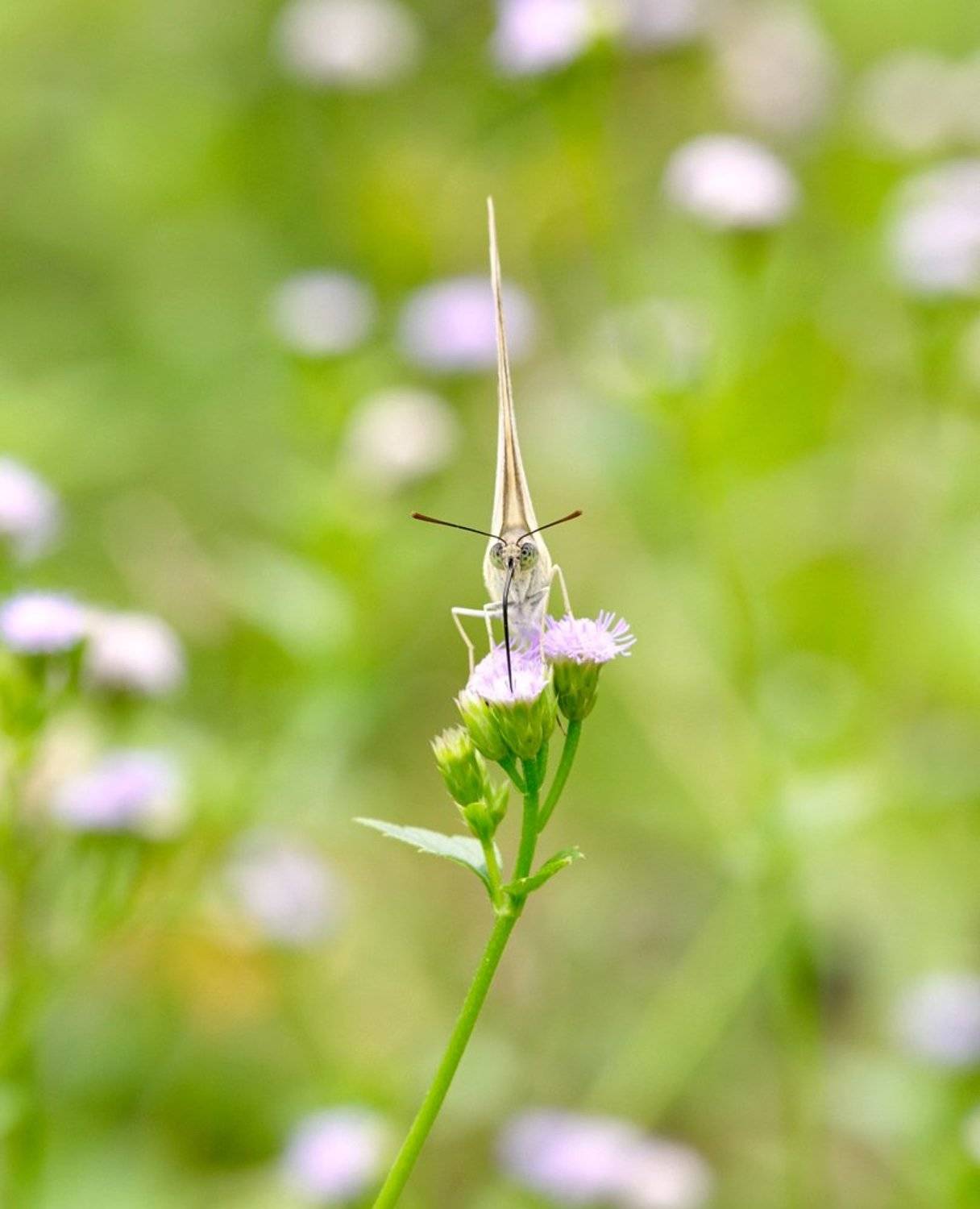 Butterfly, Close-up, Insect, Lao, Macro, Бабочка, Лаос, Макро, Alexey Gnilenkov