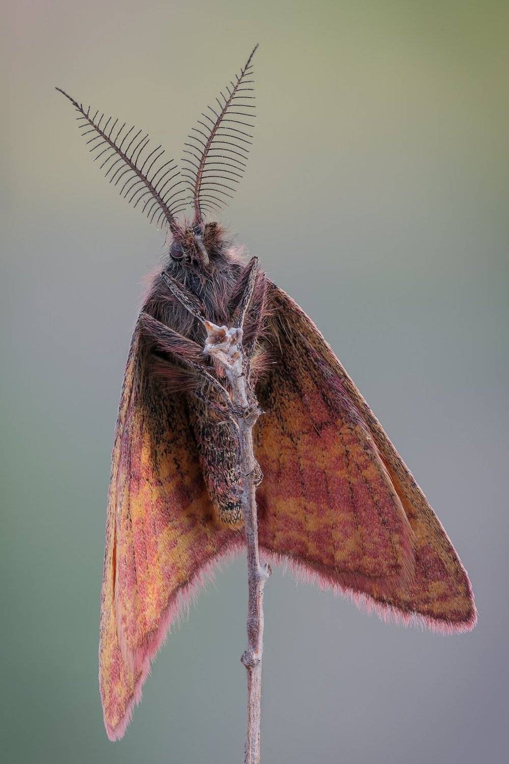, Вадим Ходаковский