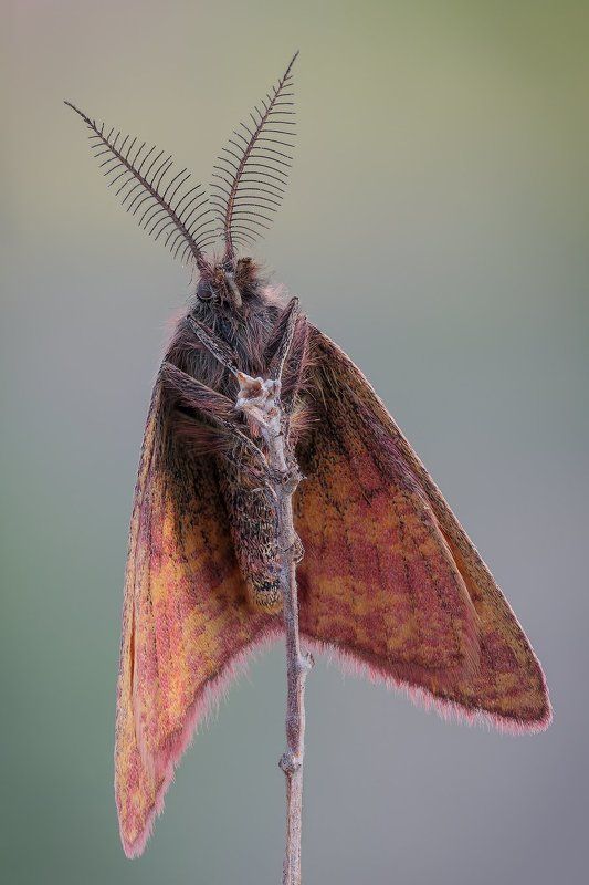 Одноглазый пиратphoto preview