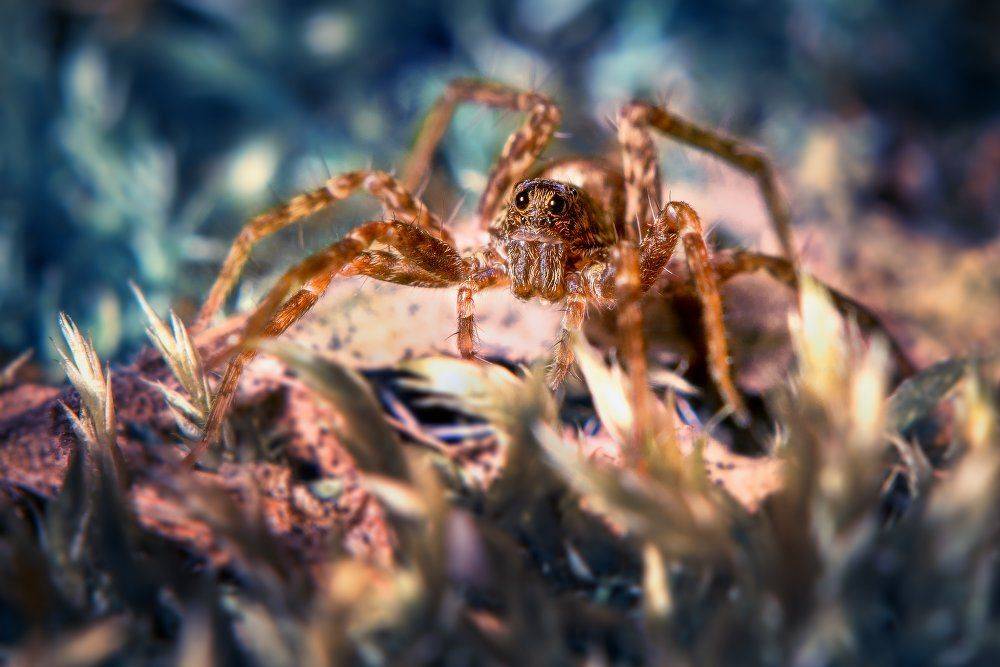 Паук-волк. Автор: Дмитрий Федорченко , Дмитрий Федорченко