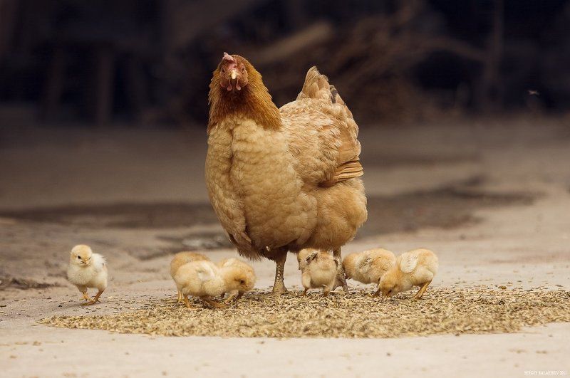 chiken, курица Дела куриныеphoto preview