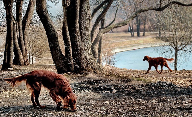 Гулять, гулять...photo preview