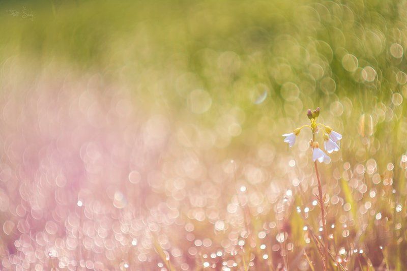 Dreaming. фото превью