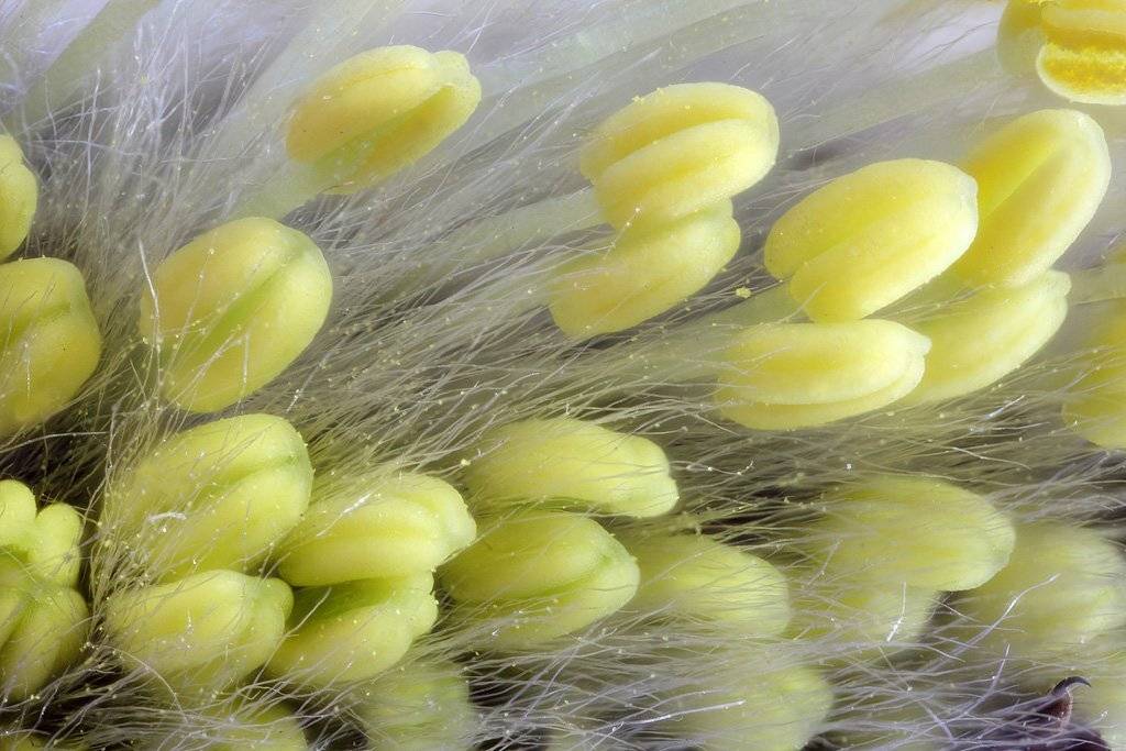 , Сергей Таланов