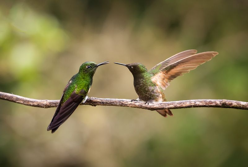 сто взмахов в секунду...photo preview