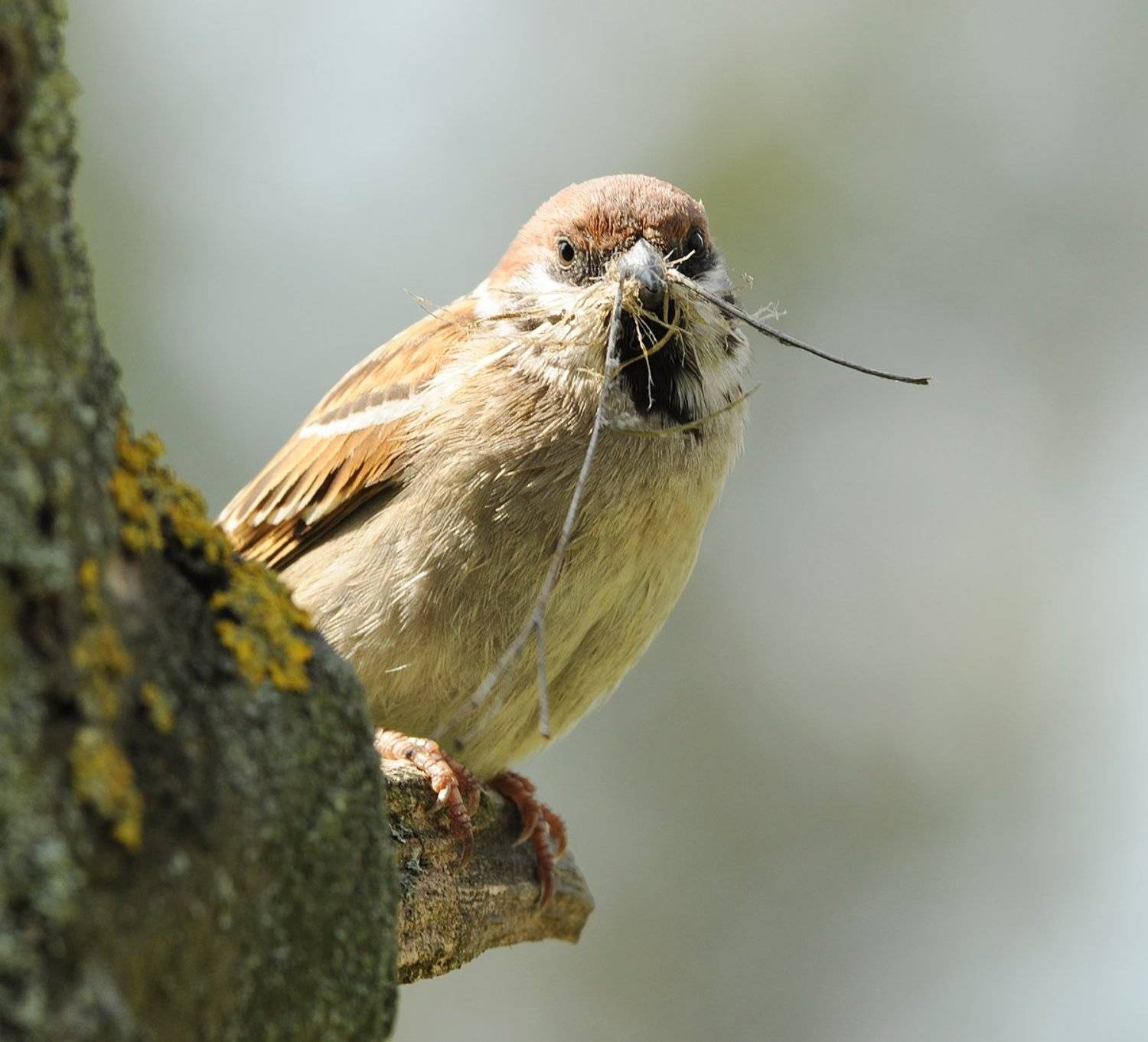 Строитель.. Автор: Игорь Олейник , Игорь Олейник