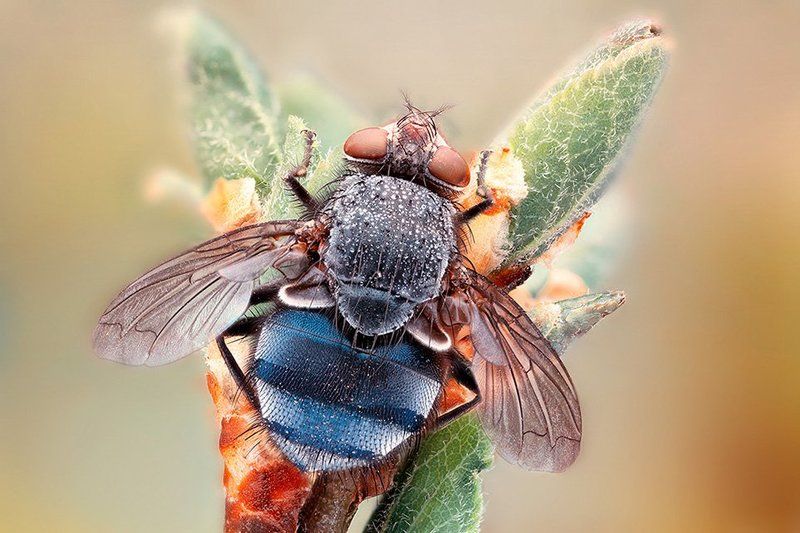 Chubby Flyphoto preview