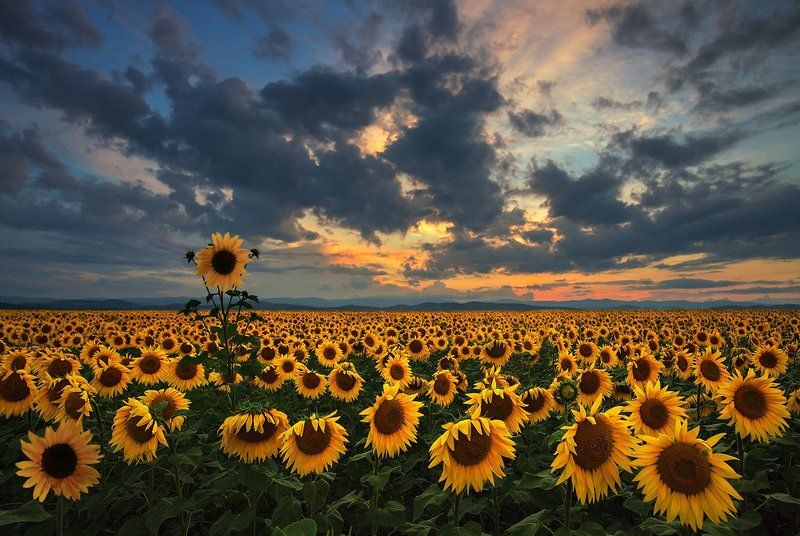 Смотрящий...photo preview