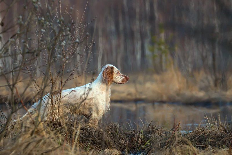 Английски сеттер, Озеро, Охота с английским сеттером, Охота с легавой, Охота с собакой, Собака, Собака на охоте, Трава И легавая застыла чуткоphoto preview