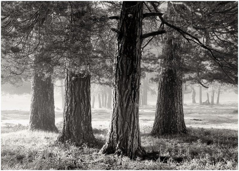 Архыз. Поляна Таулу в ЧБphoto preview