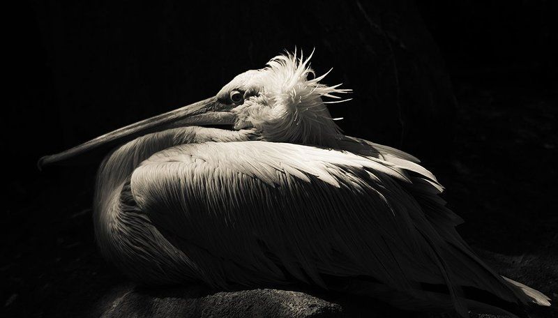 Pilicanphoto preview