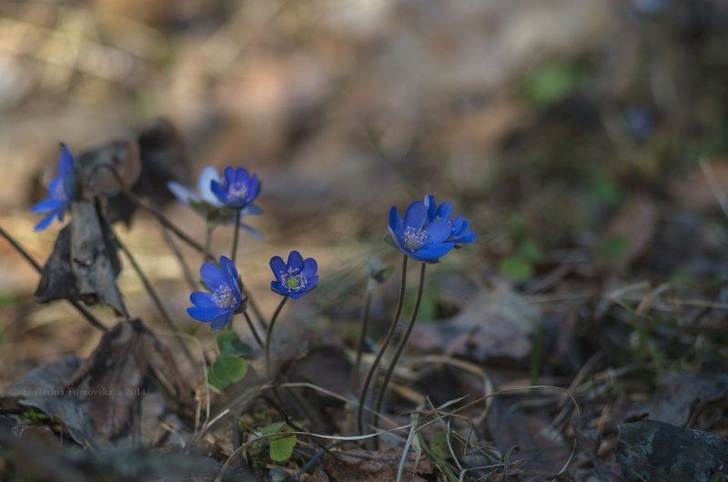 Новая веснаphoto preview