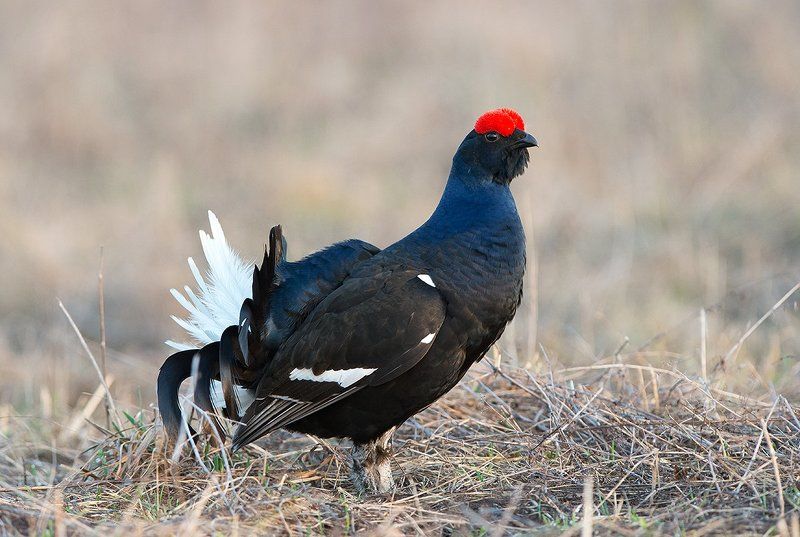 Тетерева фото превью