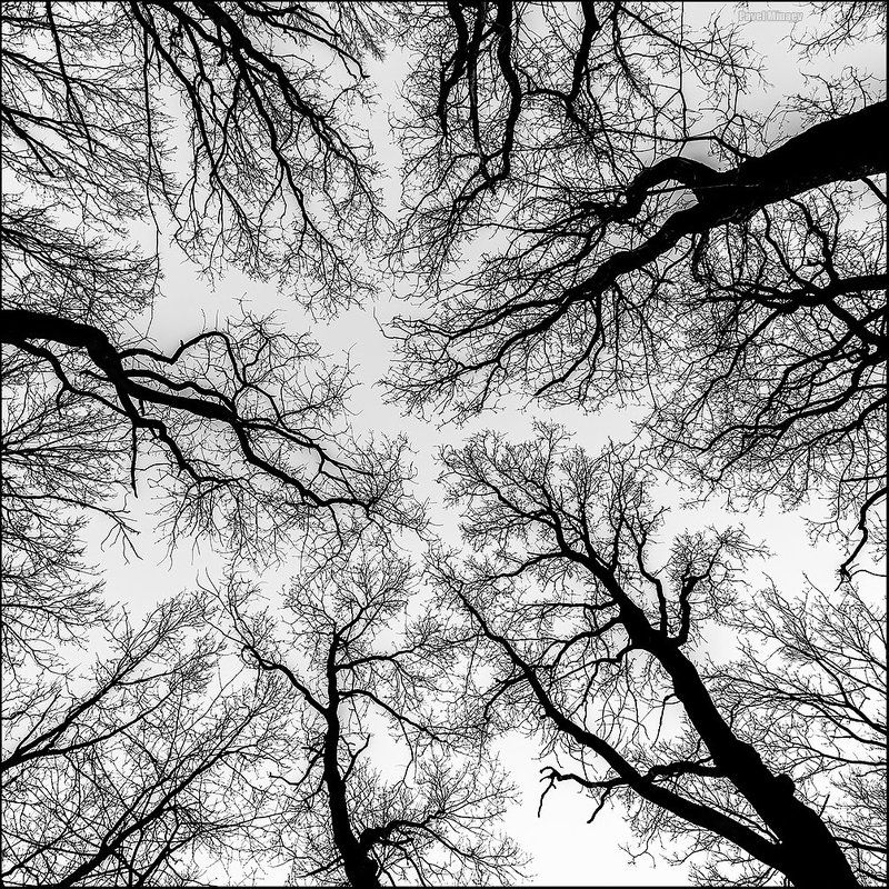 Фрактальностьphoto preview