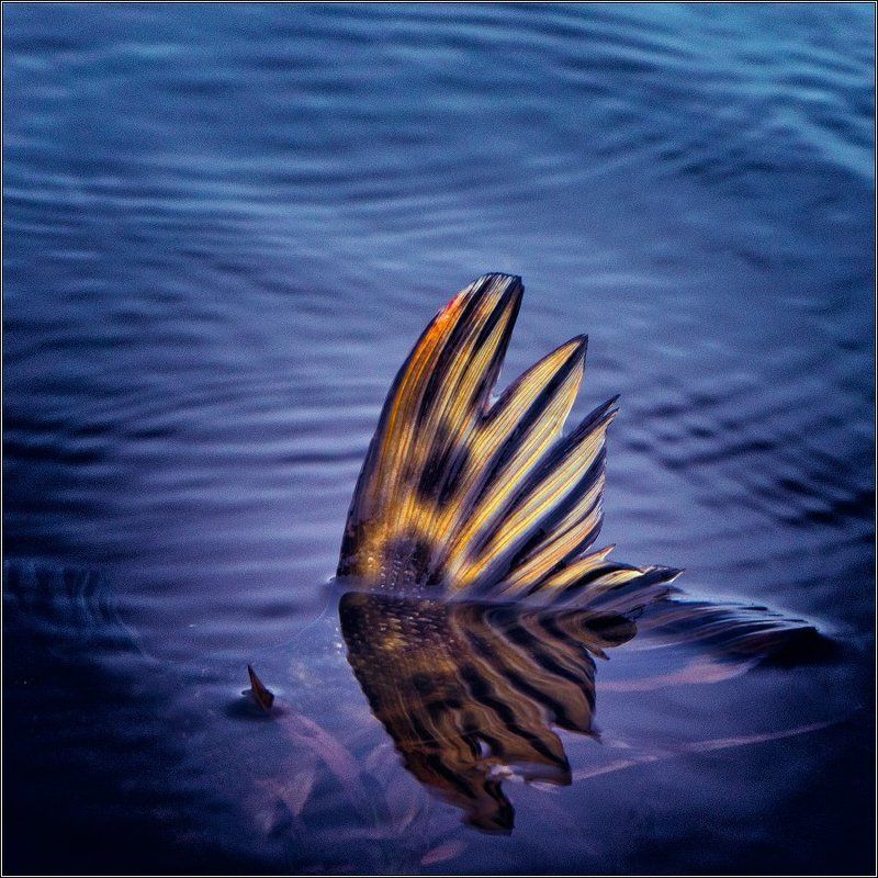 Рыбацкое...photo preview